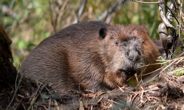 El avistaje de castor argentino: una experiencia inolvidable en plena naturaleza