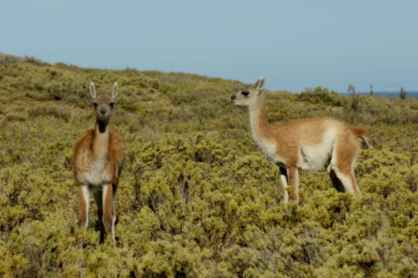 Guanacos, Llamas y Alpacas: Un Recorrido por los Camélidos Argentinos