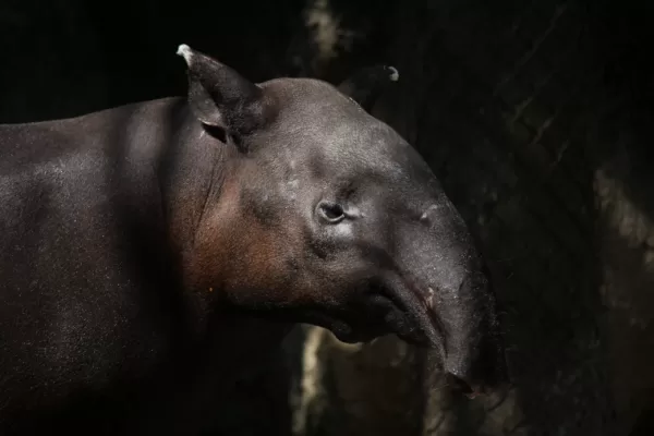 El Tapir: El Gigante Gentil de los Bosques Argentinos